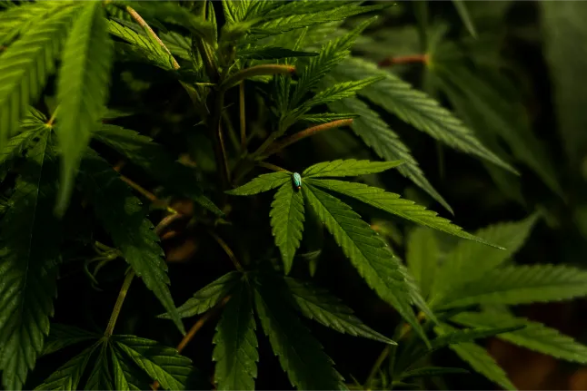 abogado tráfico de drogas