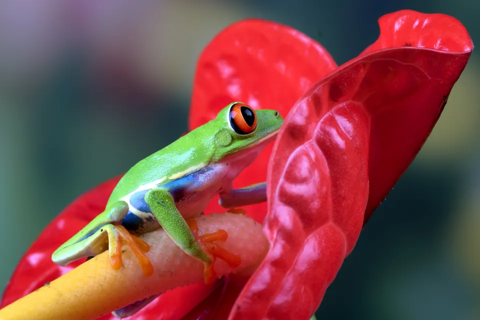 Delito de tráfico ilegal de especies: Impacto y consecuencias globales